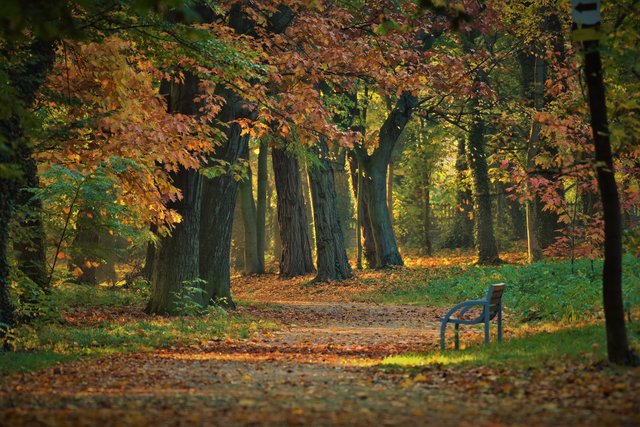 Zdjęcie w antyramie (wym. 60x50cm): Jesienny wschód słońca w Parku Miejskim im. K. Morawskiego, Autor: Jacek Olejniczak